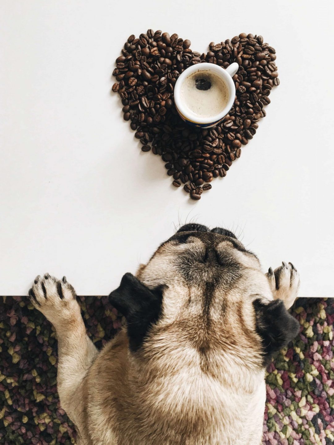 Pug wanting the coffee sitting on top of coffee beans shaped like a heart.